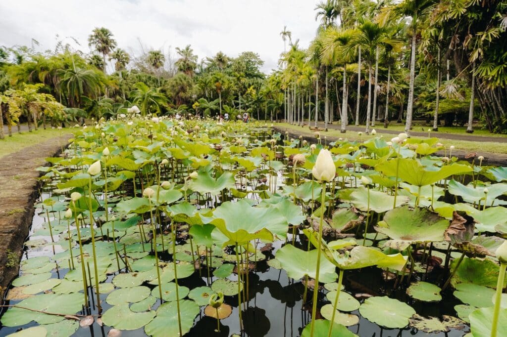 Botanical Garden In Pamplemousses, Mauritius.pond In The Botanical Garden Of Mauritius